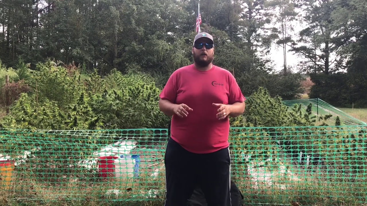 how to grow hemp our successful industrial hemp harvest for cbd oil