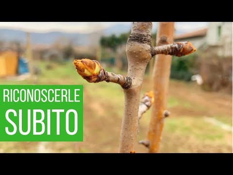 Video: Potatura delle piante - Distinguere tra legno vecchio e nuovo