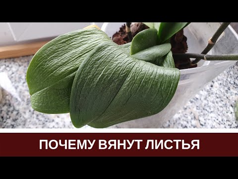 🌸Почему Вянут Листья Орхидеи Пропадает Тургор Листьев Фаленопсиса