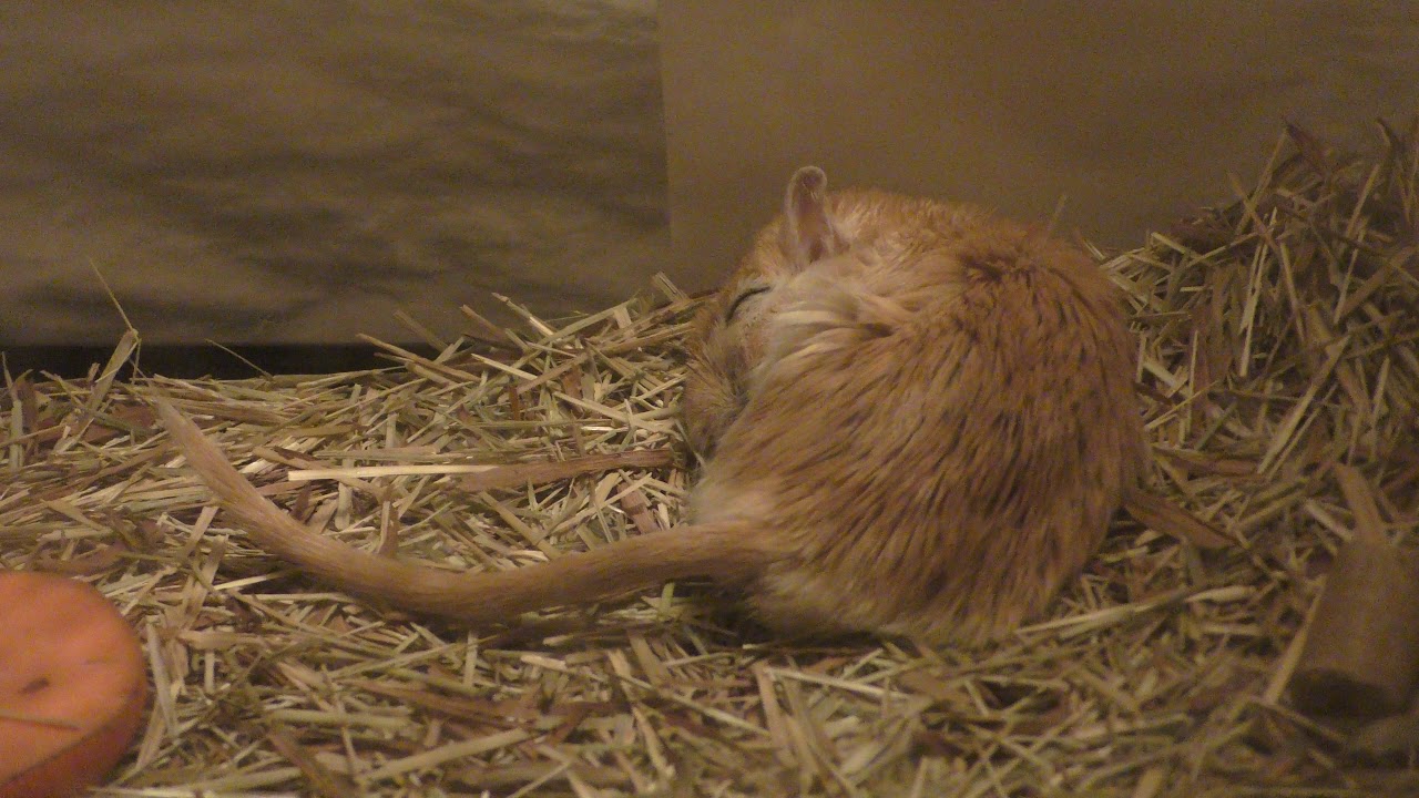 Mongolian gerbil (TENNOJI ZOO, Osaka, Japan) March 31, 2019 - YouTube