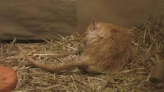 Mongolian gerbil (TENNOJI ZOO, Osaka, Japan) March 31, 2019 - YouTube