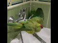 Ожереловый попугай купается под душем