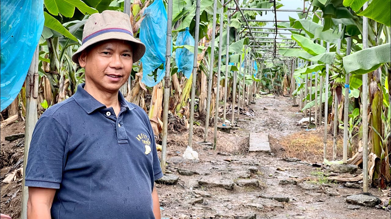 Dating OFW succeeded! Pero halos maubos perang ipon establishing banana plantation
