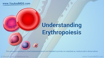 Understanding Erythropoiesis