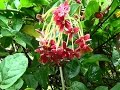 Jasmim da índia, Quisqualis indica, Planta ornamental, Flores e Jardins,