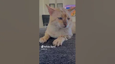 Video 8483741: bengal meow, snow bengal, meet bengal, cat cutecat