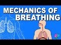 Mechanics of Breathing Quiz