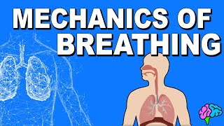Mechanics of Breathing EXPLAINED!
