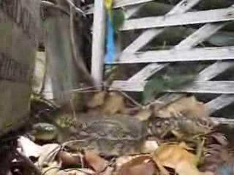 Carpet Python (snake) found in our yard