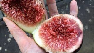 France. Figs. Bebeira Preta - Abebeira.  Abutilon. Инжир Бебейра Прета ака Абебейра.