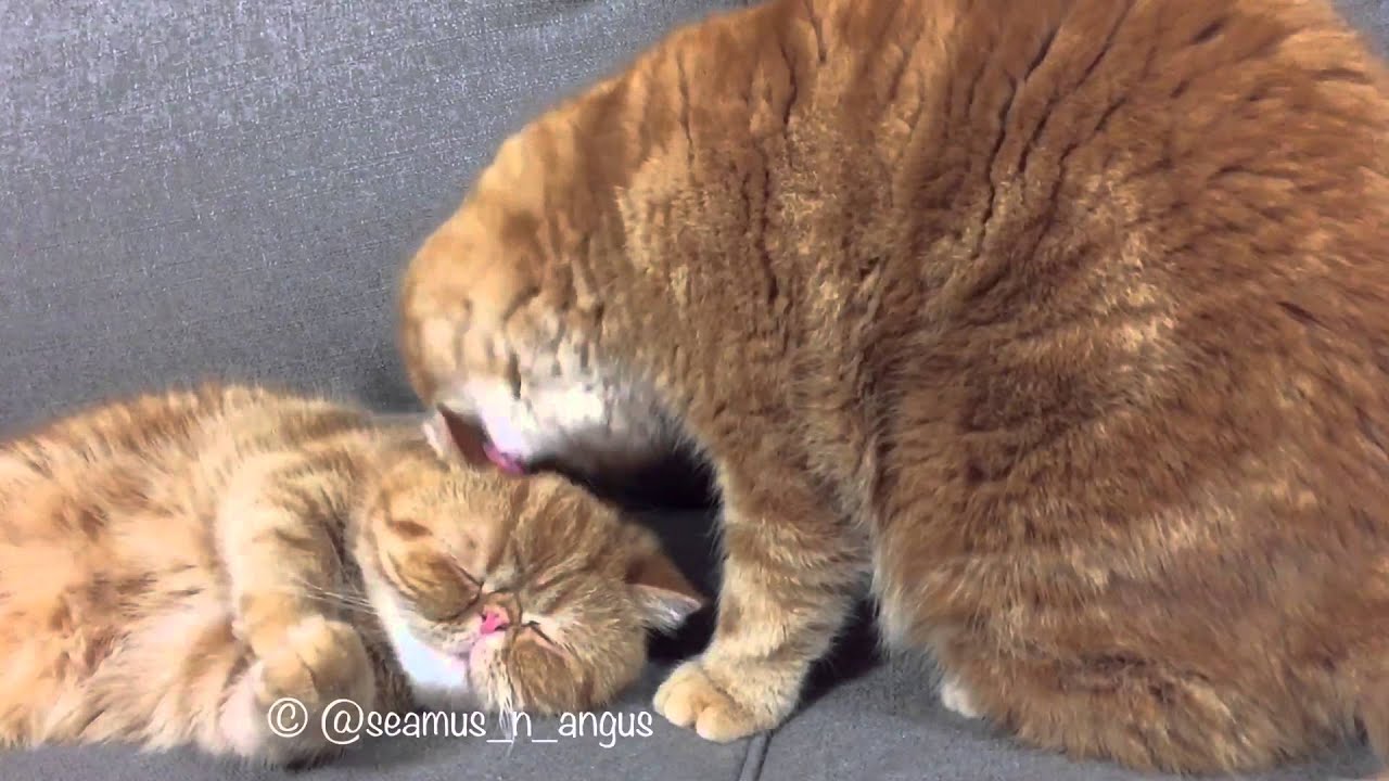 video phone é a continuação de telephone Seamus and Angus : Spider-Man kisses