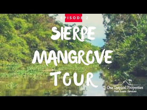 AMAZING WILDLIFE Sierpe Mangrove Tour in Costa Rica - Osa Tropical Properties