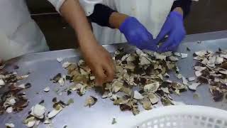 Ocean Quahog Processing