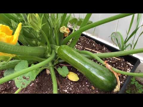 Thu hoạch bí ngòi và cà chua organic lần đầu trong vườn