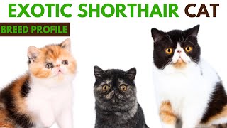 Exotic Shorthair Cat Breed Profile History - Traits - Price - Exotic Shorthair Cat Grooming Needs
