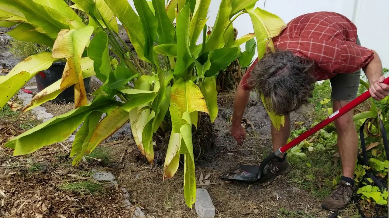 Propagating Large Heliconia (Heliconia pendula x bihai) - The Carrington Jungle