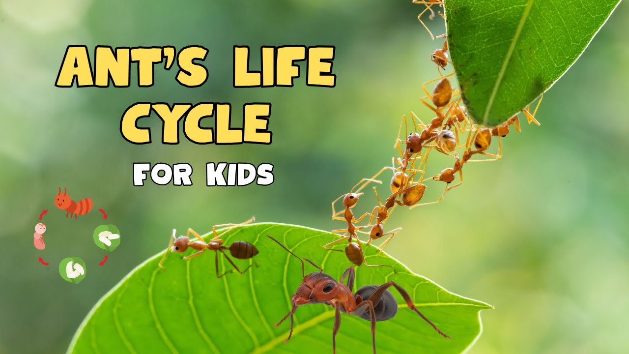 The Amazing Life Cycle of an Ant | Educational Video for kids - YouTube