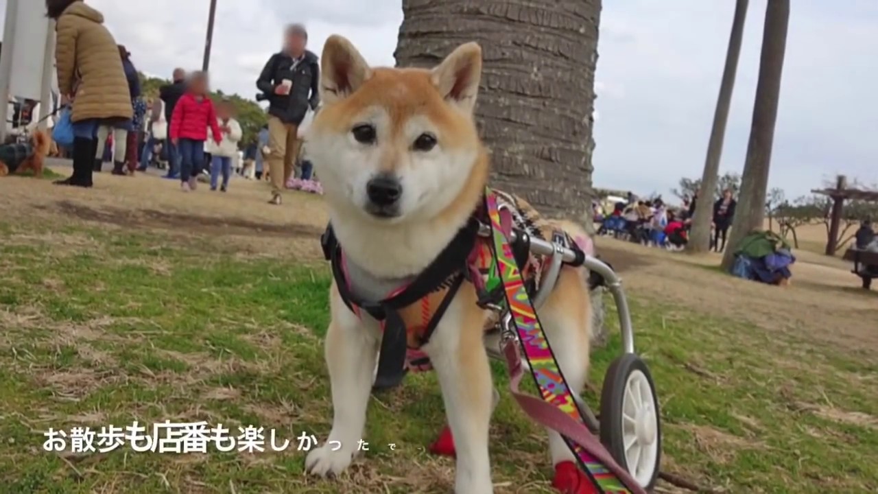 柴犬あんとフリマのお手伝い Youtube