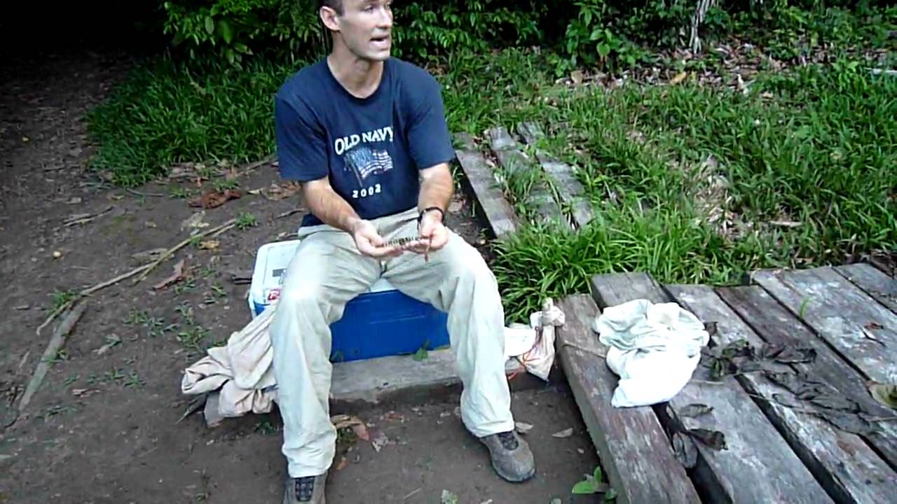 snake oil SWT- Some cool amazon snakes (pt 1)