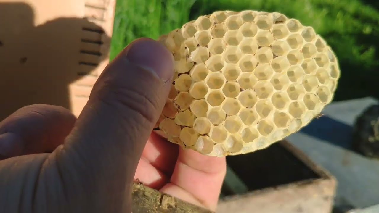 Uzun süredir kontrol etmediğim çift katlı arı. 13 Mayıs 2022