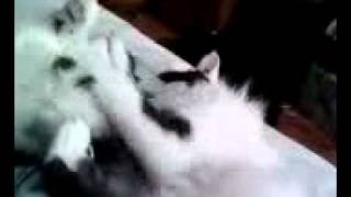 cats cleaning and fighting 2