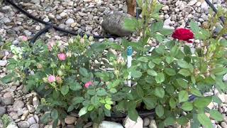 My small garden by Awake, alive, blessed, grateful 112 views 11 months ago 3 minutes, 45 seconds