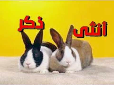 فيديو: كيفية التمييز بين أنثى الأرنب