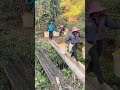 Orange Harvesting on the Farm – A Hard but Sweet Job