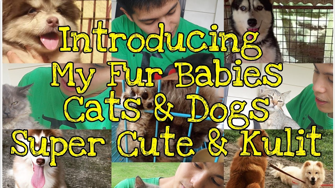 Introducing My Fur Babies, Cats & Dogs. Paws. YouTube