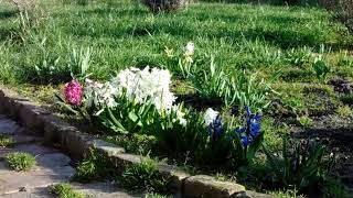 IN FLOWERING : Spring flowers are already blooming in the garden in year 2023