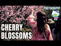 Cherry Blossoms Festival Photography Auburn Japanese Gardens - Olympus Pro Camera
