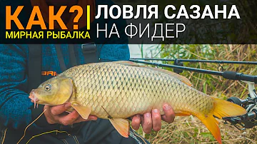 Как? Ловля сазана на фидер.