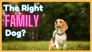 7 Reasons Why The Beagle is the Perfect Family Dog (+ 7 Reasons to Avoid One)