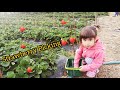 Vlog 55 - Strawberry Picking in Baguio with my Russian Parents