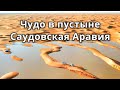 Чудо природы в пустыне! Саудовская пустыня превращается в большое озеро!