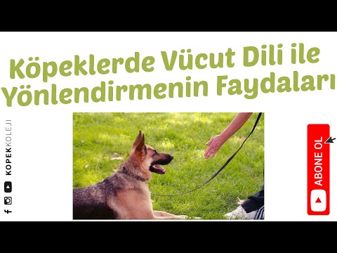 Video: Köpeğinizin Endişesi 10 İşareti