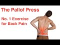 The Pallof Press: The No 1 Exercise for Back Pain