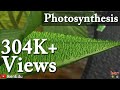 Photosynthesis and Transportation in Plants | iKen | iKen Edu | iKen App