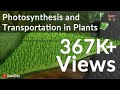 Plant Biology Quiz
