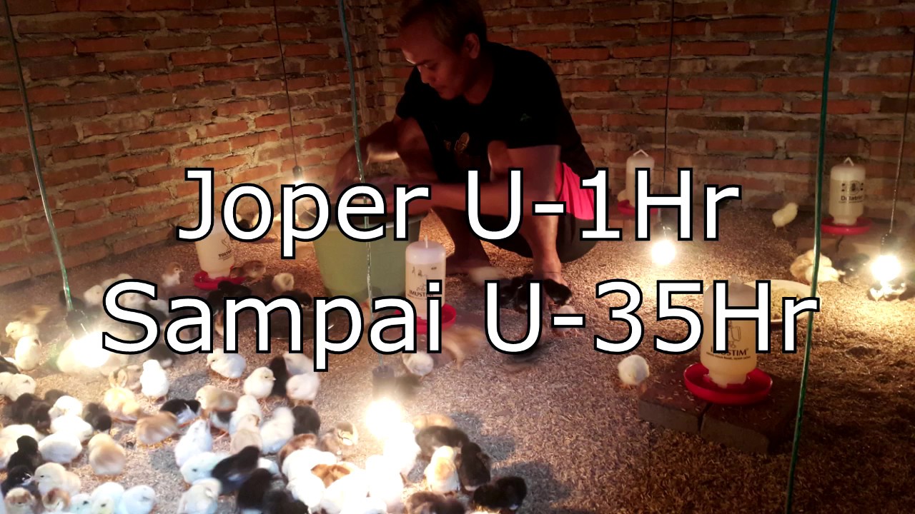 JOPER Jowo Super Usia 1hari - 35hari, Pakan Pabrik dicampur SOC+Jamu