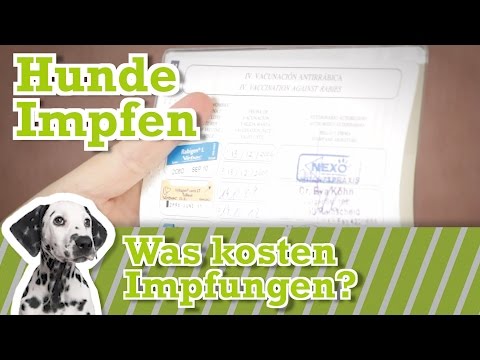 Video: Braucht Ihr Hund Den Zwingerhustenimpfstoff?