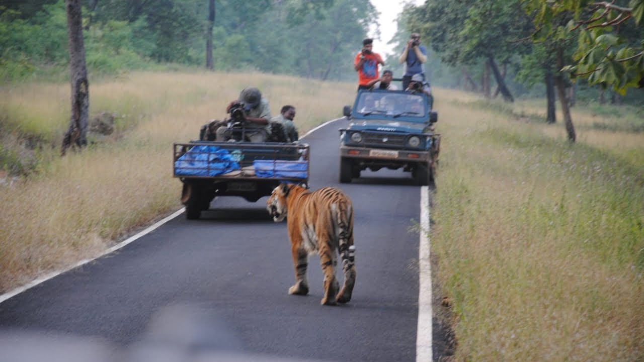 Our Trip To Tiger Reserve In Tadoba, Nagpur | Taus Rizvi Vlogs - YouTube