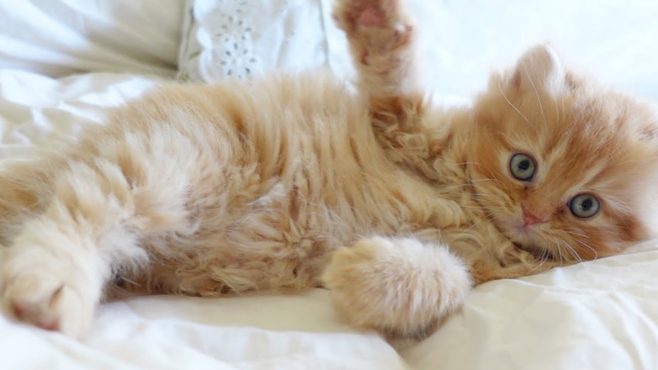 ginger persian kitten playing on the bed