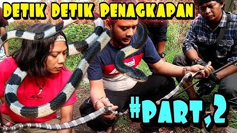 DETIK DETIK PENANGKAPAN JENIS ULAR YANG MENGGIGIT ALMARHUM IBU HERI CIANJUR CIPANAS PACET