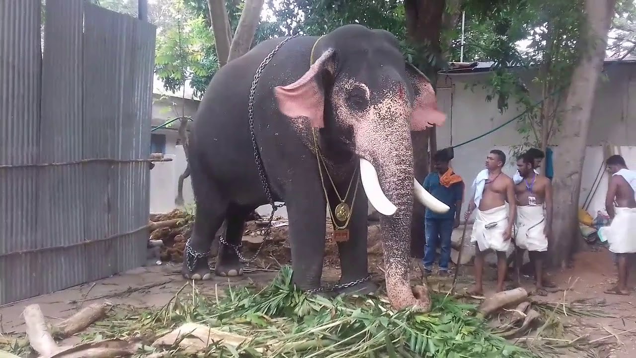 Guruvayoor Nandan just before carrying thidambu of Paramekavu Bhagavathy /Thrissur Pooram 2019 Guruvayoor Nandan just before carrying thidambu of Paramekavu Bhagavathy /Thrissur Pooram 2019