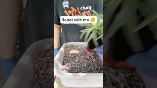 Repot with me #repotting #plantcare #cactusandsucculents #succulentcare #agave #plantrepotting