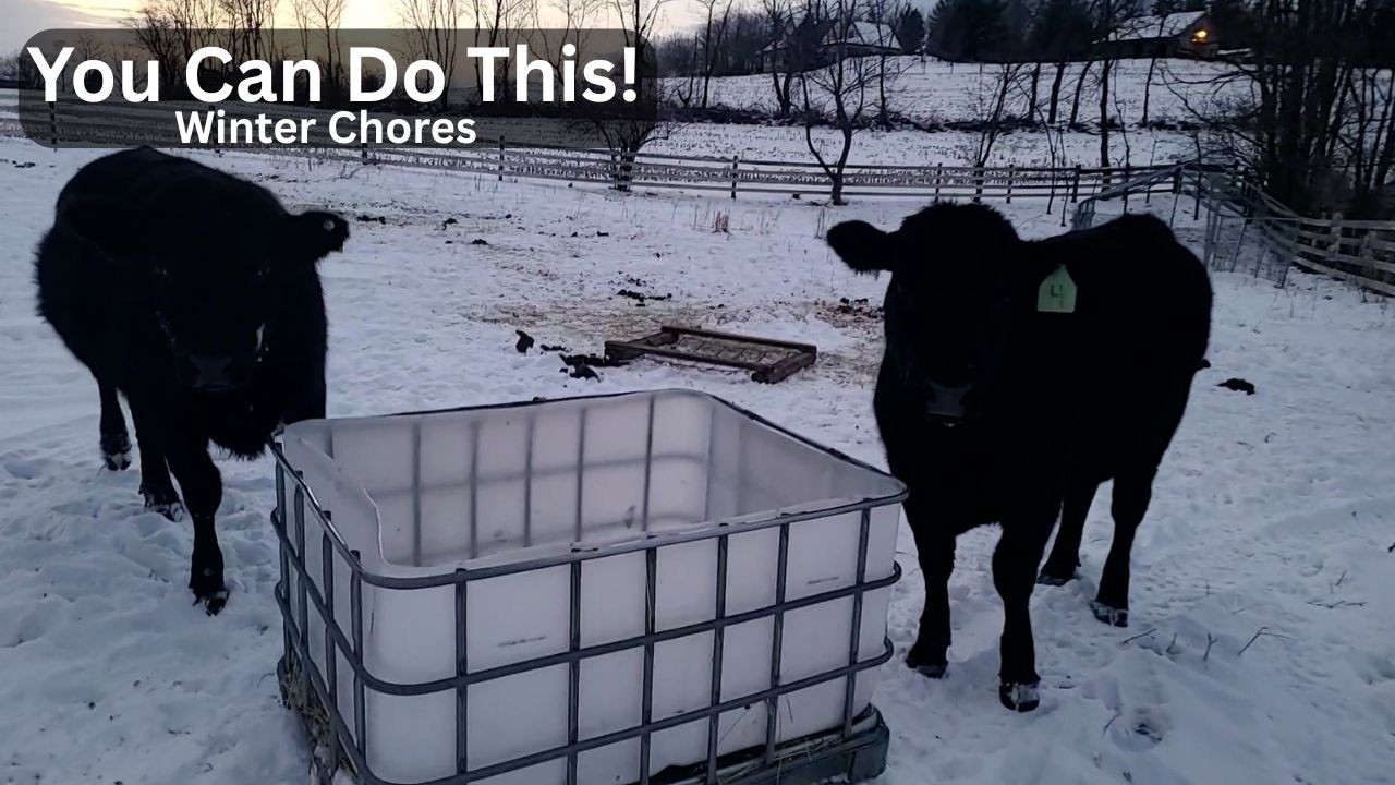 Evening Winter Farm Chores | Keeping Animals Healthy in the Quiet Season