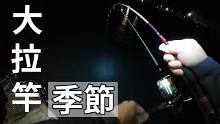 大拉竿的季節( 軟絲釣 軟絲 澎湖釣軟絲 花支 頭足類 )