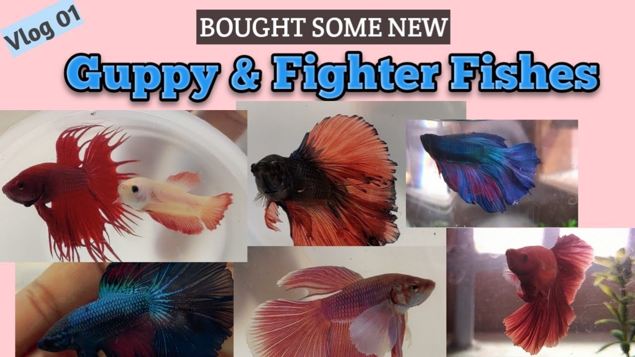 Imported Guppy and Fighter Fishes | Tamil | Tips For Breeding Pair | Pets Keeping Kumari | Vlog 01