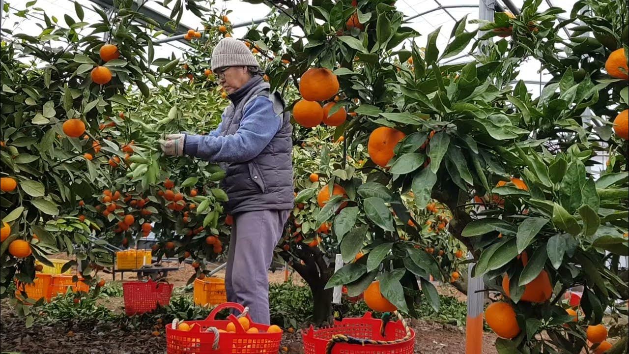 Pick your own Mandarin, Citrus Fruit YouTube